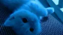 ✮⋆˙Soothing Waves✨ server banner