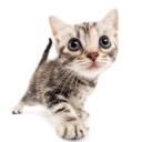 wicked & wacked Banner