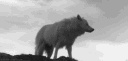 𝐇𝐨𝐨𝐝  𓅃 banner