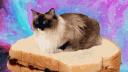 Neptune banner