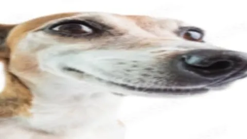 Memz Zaibatsu banner