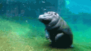 Hippo YouTube banner