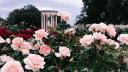 Nadaaniyan ™ 🌷 Banner