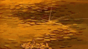 GOLD RUSH banner