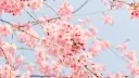 Under the Blossom Tree banner