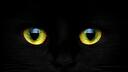   Les Chachous Banner