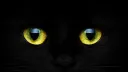 😺  Les Chachous banner