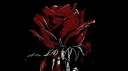 Rising:Lol banner