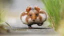 Hamster Gang banner