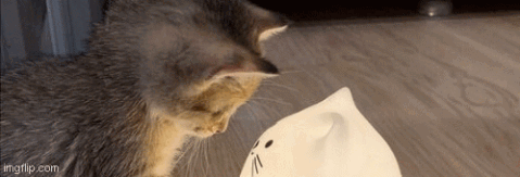 Cattoccino banner