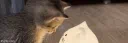 Cattoccino Discord server banner
