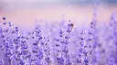 • ʟᴜɴᴀʀ ᴄɪᴛʏ • banner