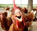 Chicken Inc server banner