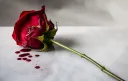𝓡𝓸𝓼𝓮 banner