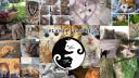 Planet Felidae Banner