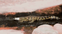 The_Scott_Spot banner