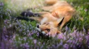 Fox Den Discord server banner