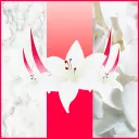 Vindi banner