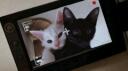 lil kittens | Social • Emotes • Chill • Gaming • Memes • Gws • sfw Banner