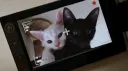 lil kittens | Social • Emotes • Chill • Gaming • Memes • Gws • sfw Discord server banner