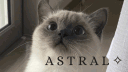 Astral ・₊˚๑ Discord server banner