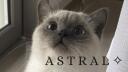 Astral ・₊˚๑ Banner