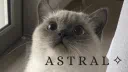 Astral ・₊˚๑ server banner