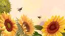 sunflower study Banner