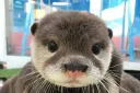 cool otters banner