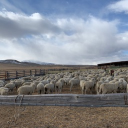 peeno’s ranch Discord server banner