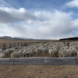 peeno’s ranch Discord server banner