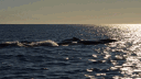 Lil' Whale Trading Inc. banner