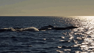 Lil' Whale Trading Inc. banner