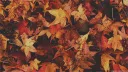 Simon Supremacy server banner