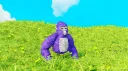 maxo banner