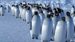 β Penguins β’ δΌιΉ
π§ server banner