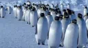 ❄ Penguins • 企鹅 🐧 Discord server banner