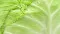 Cabbage Community banner