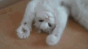 Cat Community Discord server banner