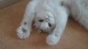 Cat Community Banner