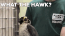 HAWK banner
