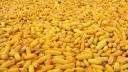 Cornfield banner