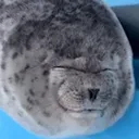Smile Bot#5251 banner