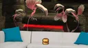 StruggleCuddles banner