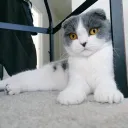 Lirik's Kitty Lounge banner