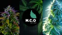 Medical Cannabis Oz banner