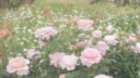 fairie ✿ server banner