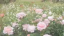 fairie ✿ Discord server banner