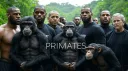 Primates banner