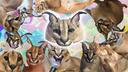 Floppa Squad Banner